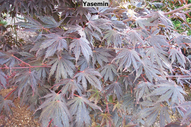 Acer shirasawanum 'Yasmin' Full Moon Japanese Maple - Maple Ridge Nursery